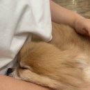 함께할개사랑할개 | 부천 유기견 카페 함께할개사랑할개 방문 후기 및 주차
