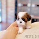 해피애견타운강아지분양서울본점 말티푸 미니비숑프리제 포메 이미지