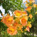 암환자들을 위한 -임락경 목사님의 건강법(종합)- 이미지