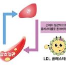 HDL 콜레스테롤 수치 높으면 정상수치 넘으면 건강에 어떤 영향을 미칠까? 이미지