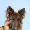 24시 더케어 동물의료센터 이미지