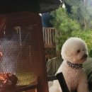 해피데이애견 이미지