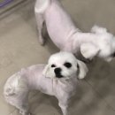 룰루랄라 애견미용실 이미지