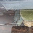 여울목 아쿠아 이미지