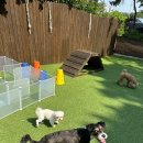 딩동댕댕 애견유치원 이미지