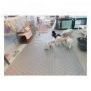 아지다펫 이미지