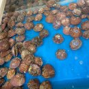 울릉회센타