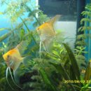 골든엔젤 이미지