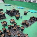 가자농장 | 깨비 농장 블루베리 묘목 1년 후기! 분갈이 가자