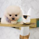 안녕 댕댕아 이미지