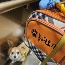 놀러오개 애견유치원 애견호텔 북위례 하남점 | 찐 내.돈.내.산. 사랑이 넘치는 애견 유치원 [놀러오개 북위례 하남점]