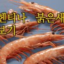 아르헨티나 붉은새우 알아보기 이미지