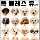 독 블레스 유 이미지