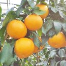 새별농장 이미지