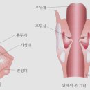 조음음성학 강의 1 이미지