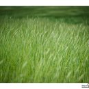 청보리목장 이미지