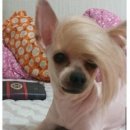 반려견 셀프미용 이미지