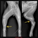 정강동물병원 이미지