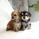 부산강아지분양 고양이분양 베스트펫 본점 | 부사상강아지분양 후기가 증명하는 애견샵, 베스트펫 부산본점