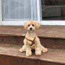 제주댕댕스푼 이미지