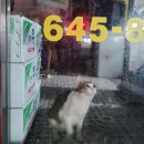 속초 김약국 | [통영] 3박 4일 겨울여행 2일차2 (드스텔라 카페, 벅수다찌, 통영터널, 서피랑)