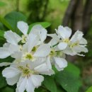 꽃들누리의 봄9(가침박달나무) 이미지
