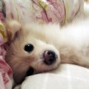 마이리틀펫 이미지