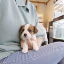 착한애견분양(원주점) 이미지