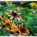 나비랑 한옥 이미지