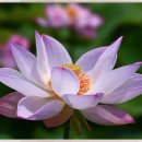 연꽃향기 이미지