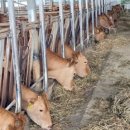 신호축사 이미지