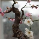 봄 꽃들이 웃고 있는 대 온실 이미지