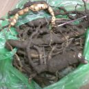 약초백화점 이미지