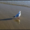 부산갈매기 이미지