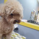 왈왈이발소 이미지