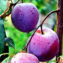(주)신진축산 | 쌍화자두 효능은 정말일까?