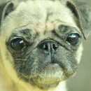 밀크 카카오 검색결과