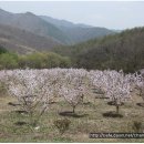 충북청원매실농장교환 이미지