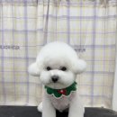 탱스땡스 이미지