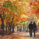 참사랑나눔동행 이미지