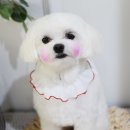 빛나펫살롱 이미지