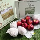 정하농장 | 프리미엄 사과선물 추천 불꽃사과 쟈흐당옵스 첫수확 속까지 붉은 엔부사과