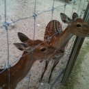 사슴목장 이미지