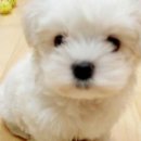 신기 이미지