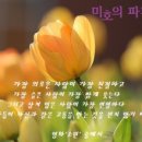 미호의파피루스