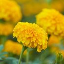 메리골드 이미지