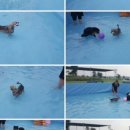 도그아일랜드 이미지