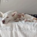 댕댕이 그루밍 이미지