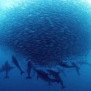 청어람로 이미지