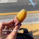 RUN | 대전마라톤 2025 JUST RUN 10 참가 후기